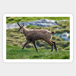 Male mountain goat Sticker